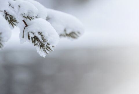 Traditional Chinese Medicine (TCM) view of winter health. A close-up of a steaming, slow-cooked bone broth or stew being prepared with black beans, ginger, and other warming ingredients to nourish the Kidney and conserve vital Essence (Jing) during the Bì Cáng (storage) season.