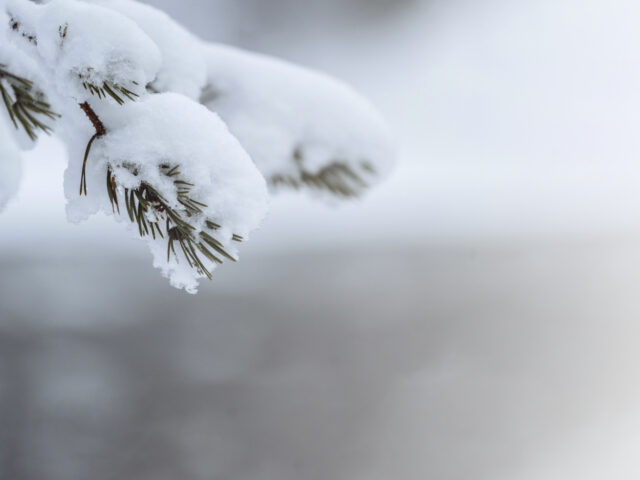 Traditional Chinese Medicine (TCM) view of winter health. A close-up of a steaming, slow-cooked bone broth or stew being prepared with black beans, ginger, and other warming ingredients to nourish the Kidney and conserve vital Essence (Jing) during the Bì Cáng (storage) season.